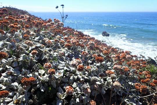 Image of seaside buckwheat