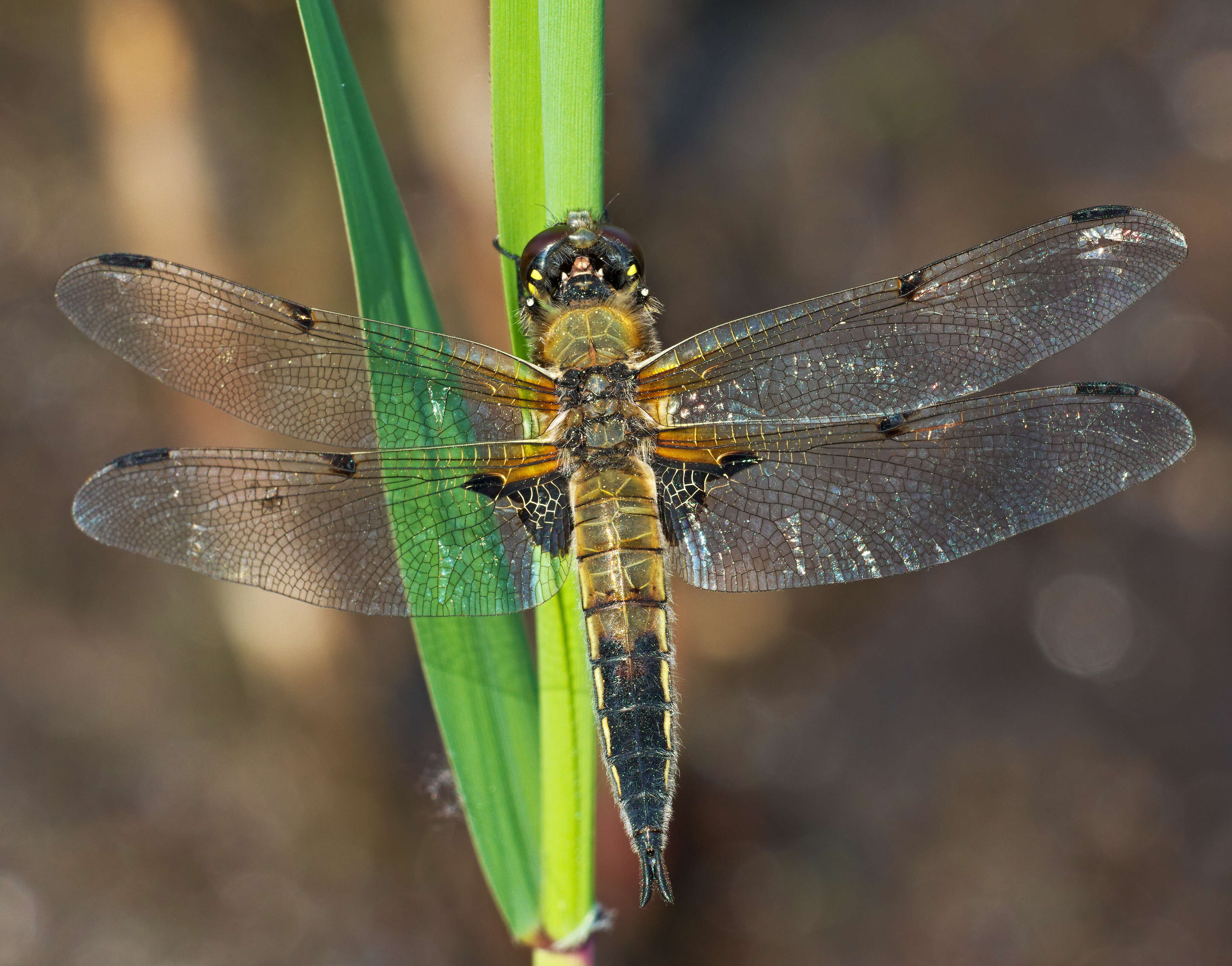 Image of Four-spotted Chaser