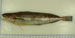 Image of Spotted Codling