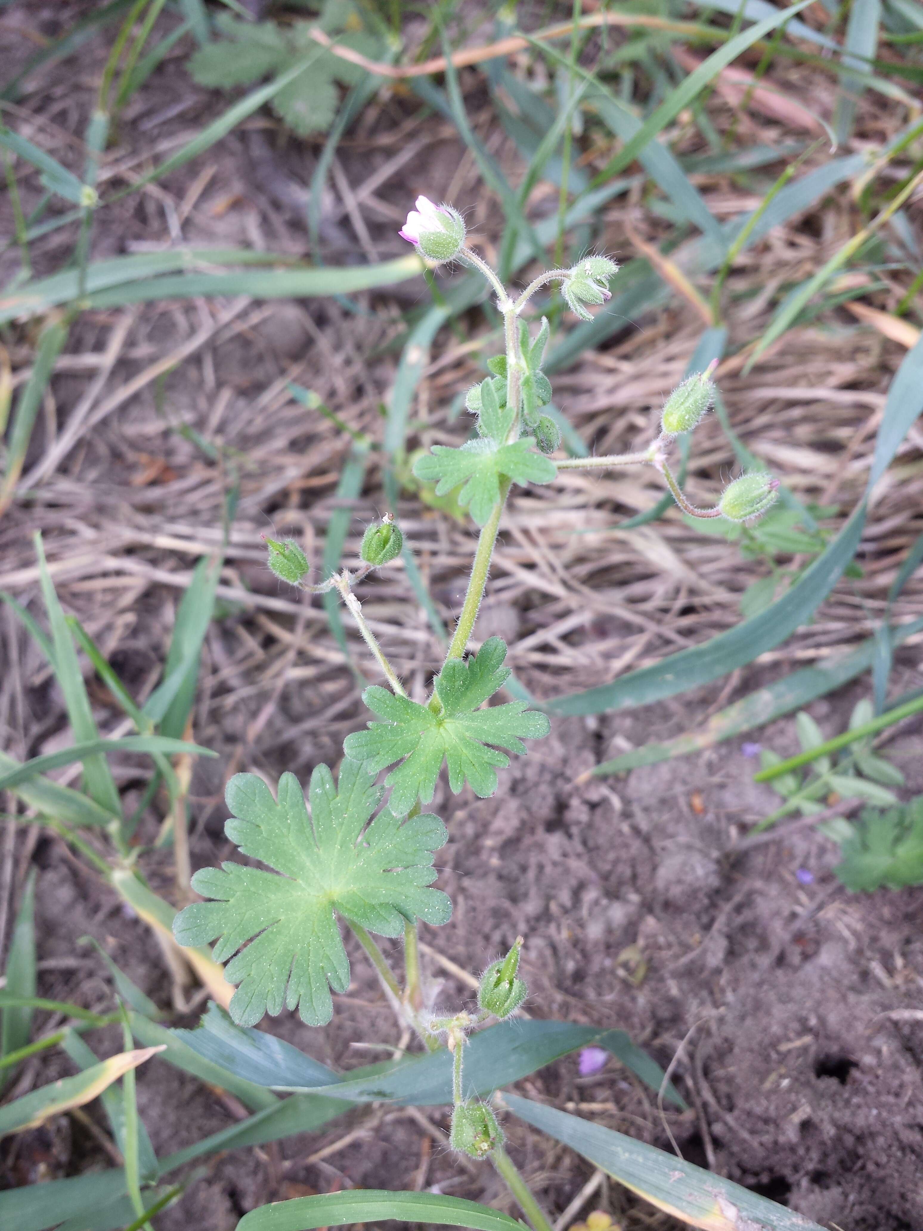 Imagem de Geranium molle L.