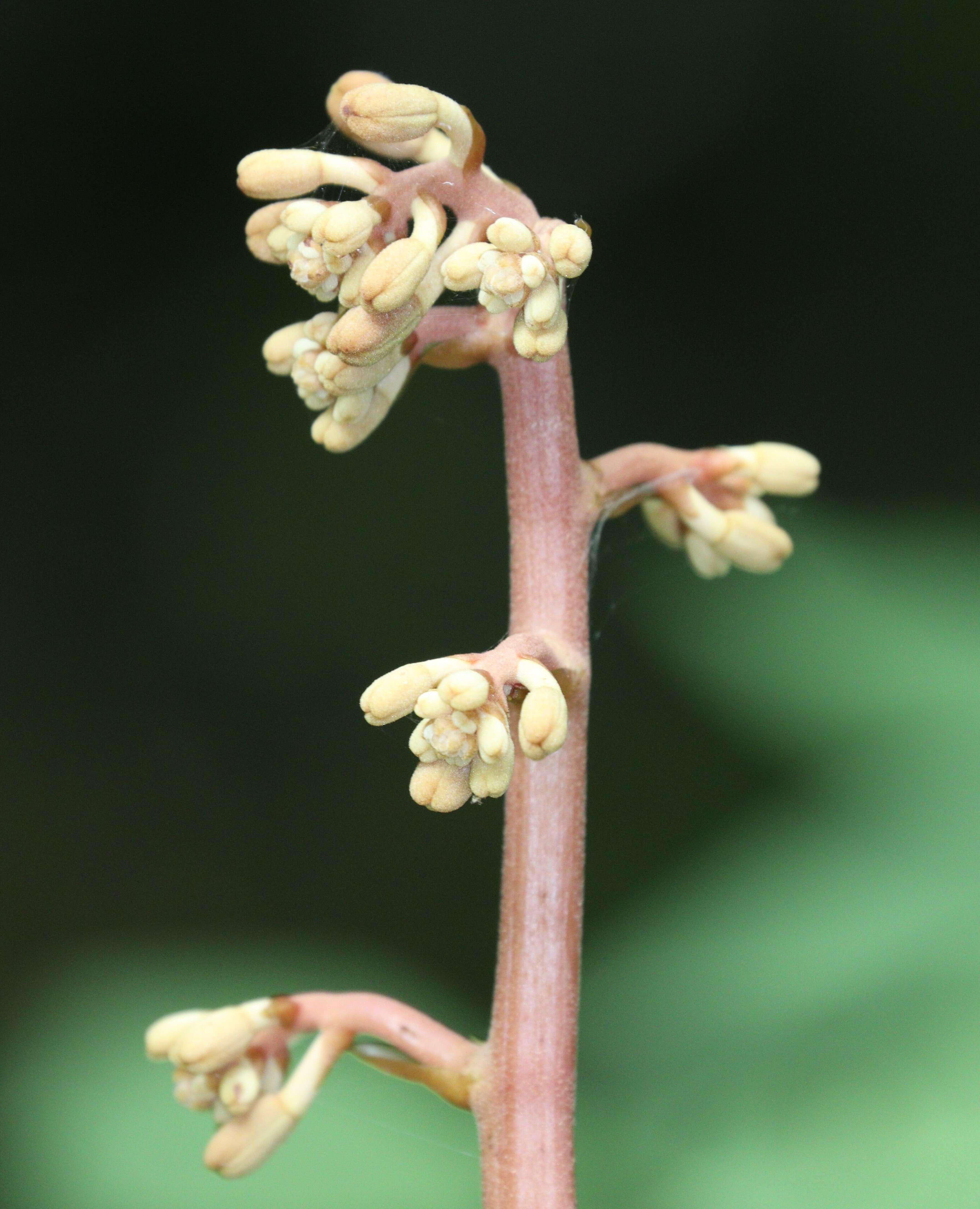 Image of Cyrtosia septentrionalis (Rchb. fil.) Garay