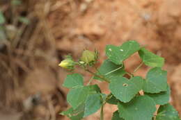 Sivun Hibiscus furcatus Roxb. kuva