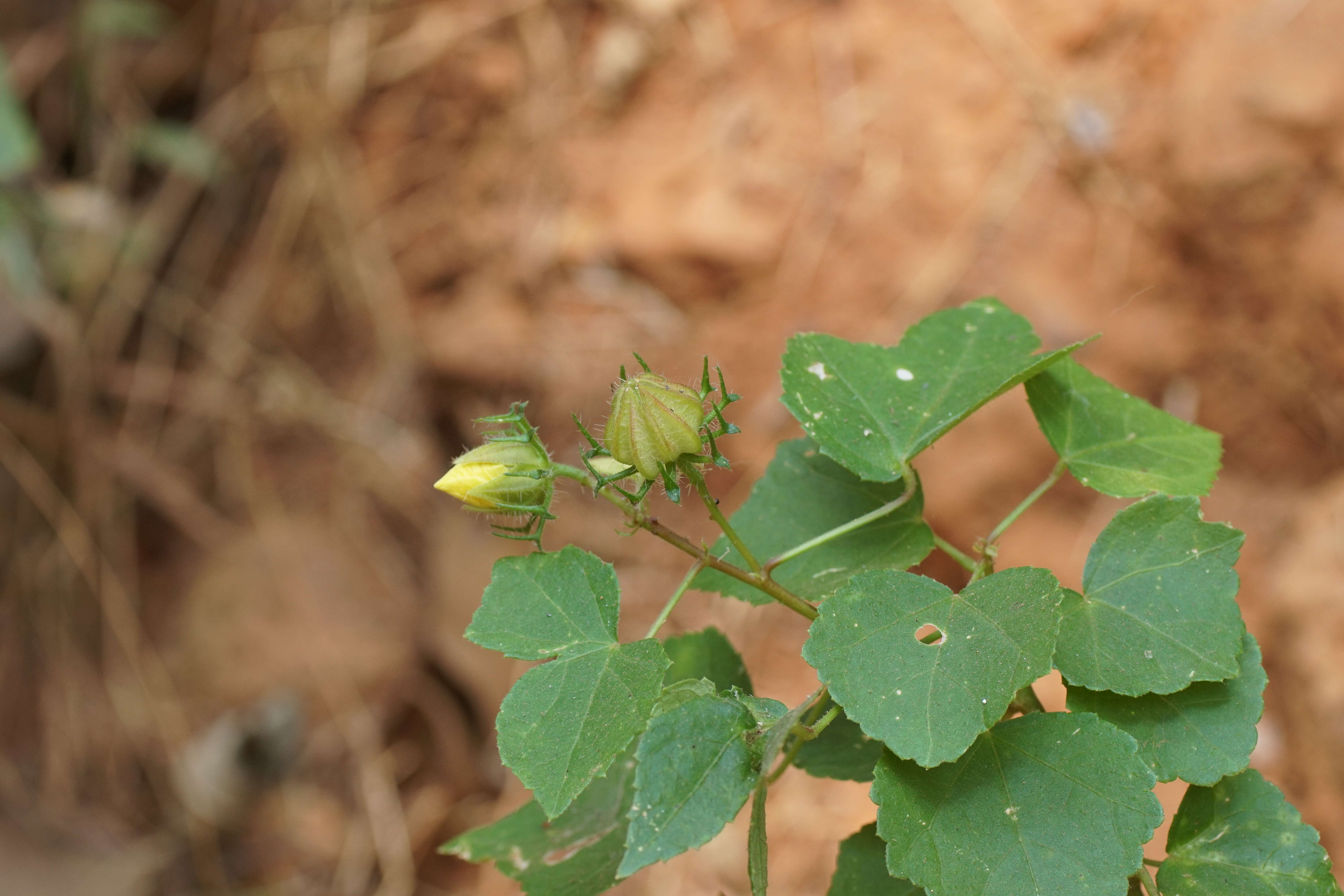 Sivun Hibiscus furcatus Roxb. kuva