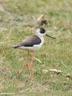 Image of Black-winged Stilt