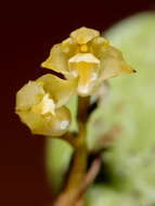 Image of Bulbophyllum pauciflorum Ames