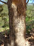 Image of netleaf oak