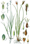 Image of Ryegrass sedge