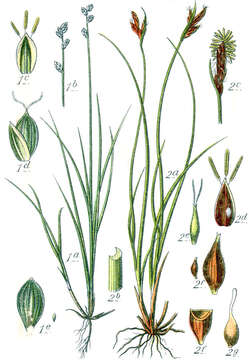 Image of Ryegrass sedge