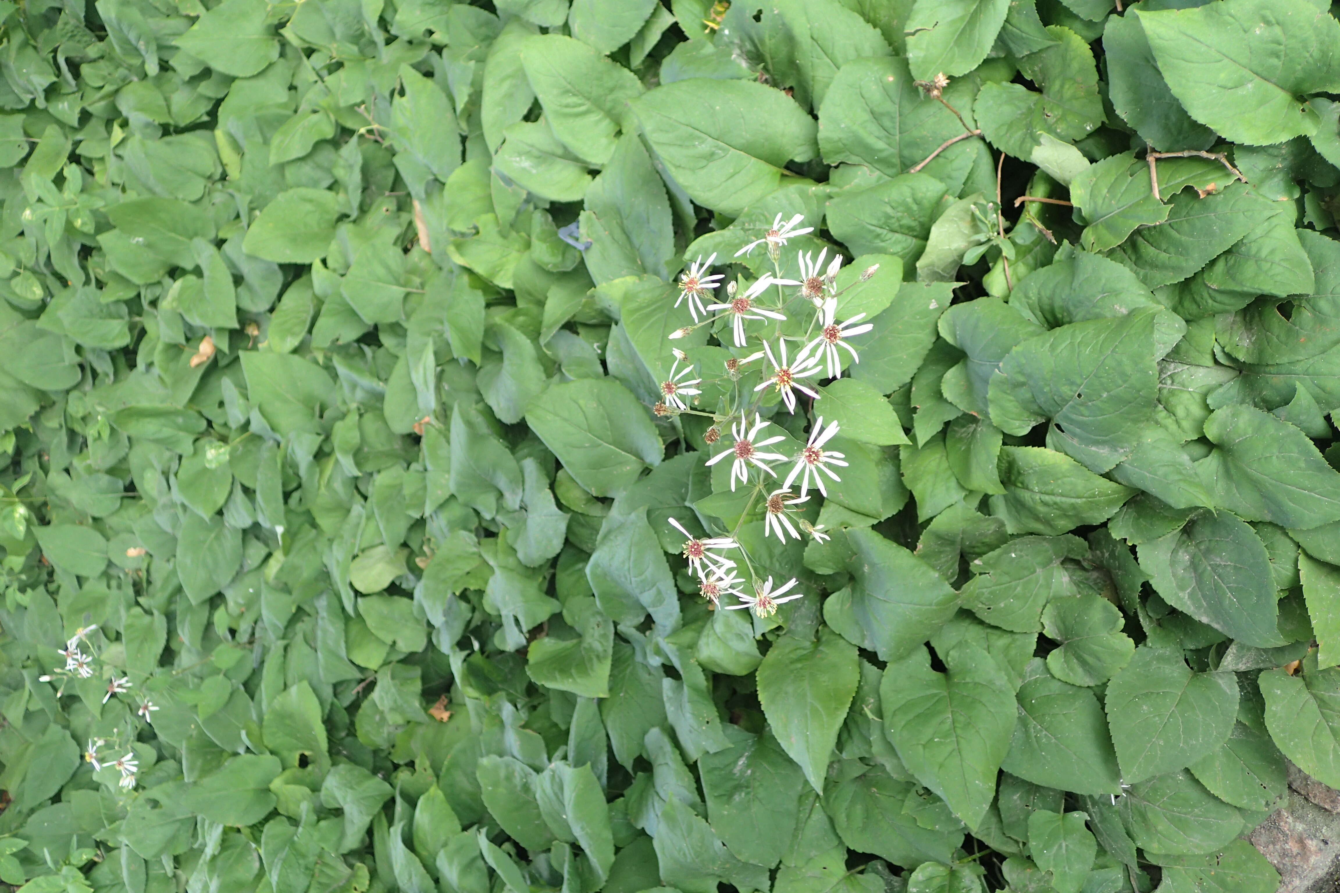 Image of white wood aster