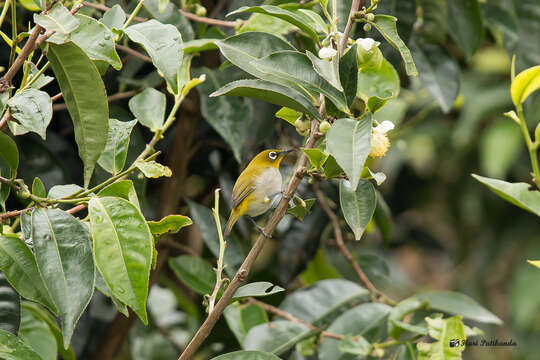 Image of Indian White-eye