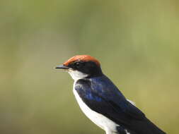 Image of Wire-tailed Swallow