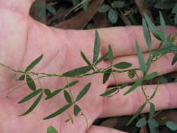 Imagem de Glycine microphylla Tindale