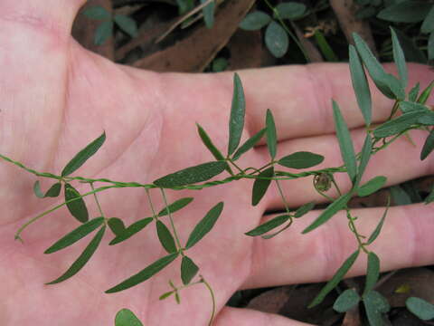 Imagem de Glycine microphylla Tindale