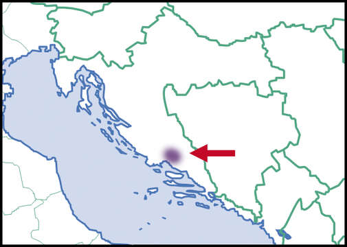 Image of Troglaegopis A. Riedel & Radja 1983