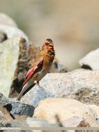 Image of Asian Crimson-winged Finch