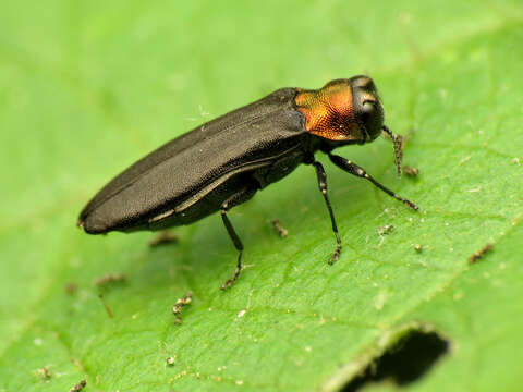 Image of Red-necked Cane Borer