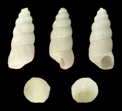 Image of Turbonilla textilis (Kurtz 1860)