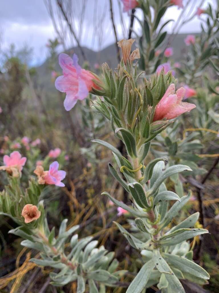 Image of Largeflower Healthbush