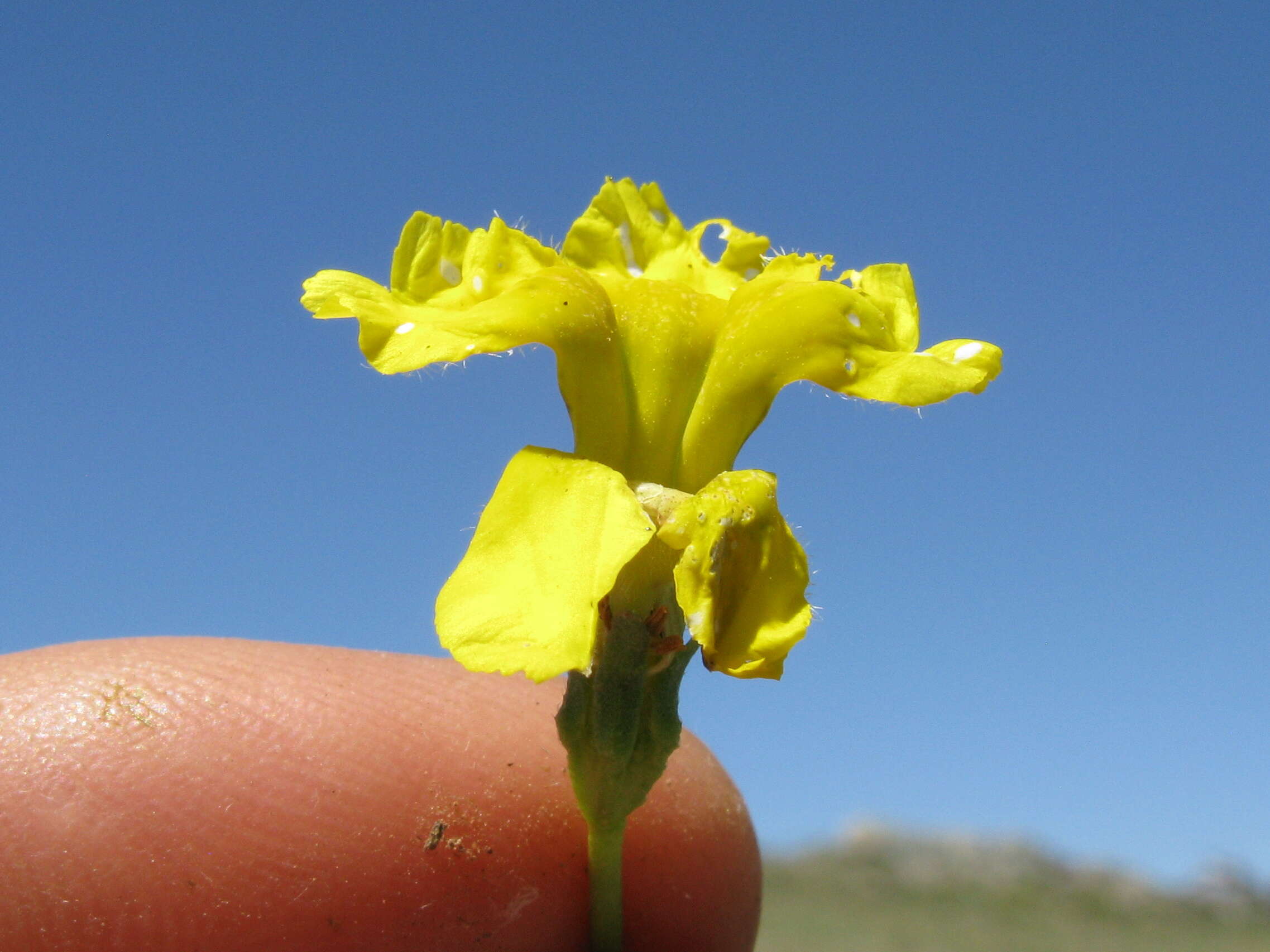 Image of Goodenia pinnatifida Schltdl.