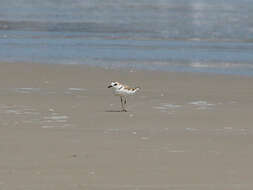 Charadrius dealbatus (Swinhoe 1870) resmi