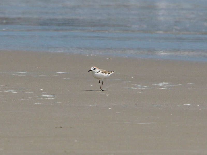 Charadrius dealbatus (Swinhoe 1870) resmi