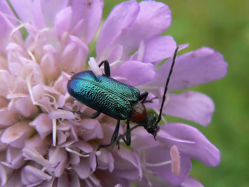 Image of Lepturinae