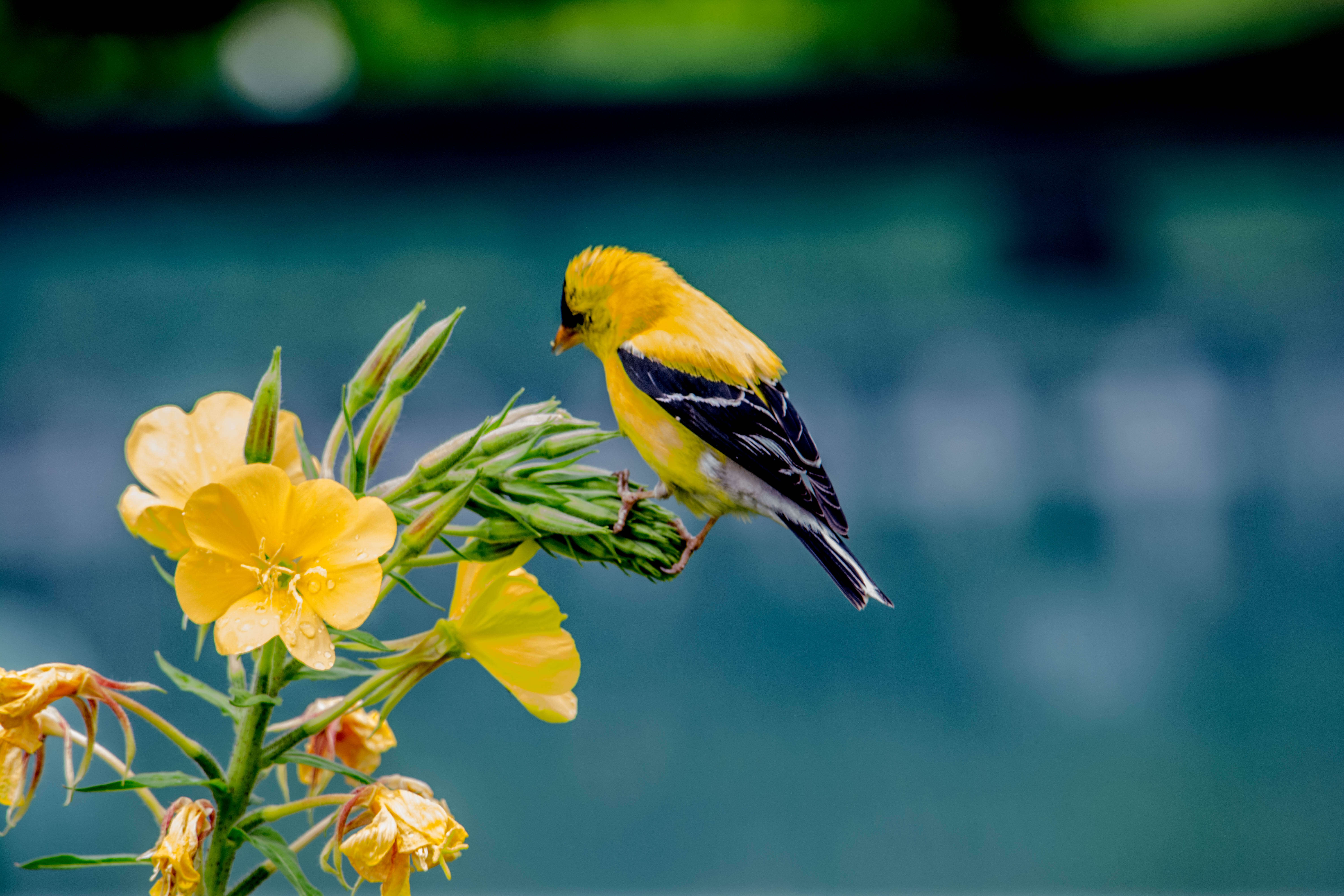 Image of American Goldfinch