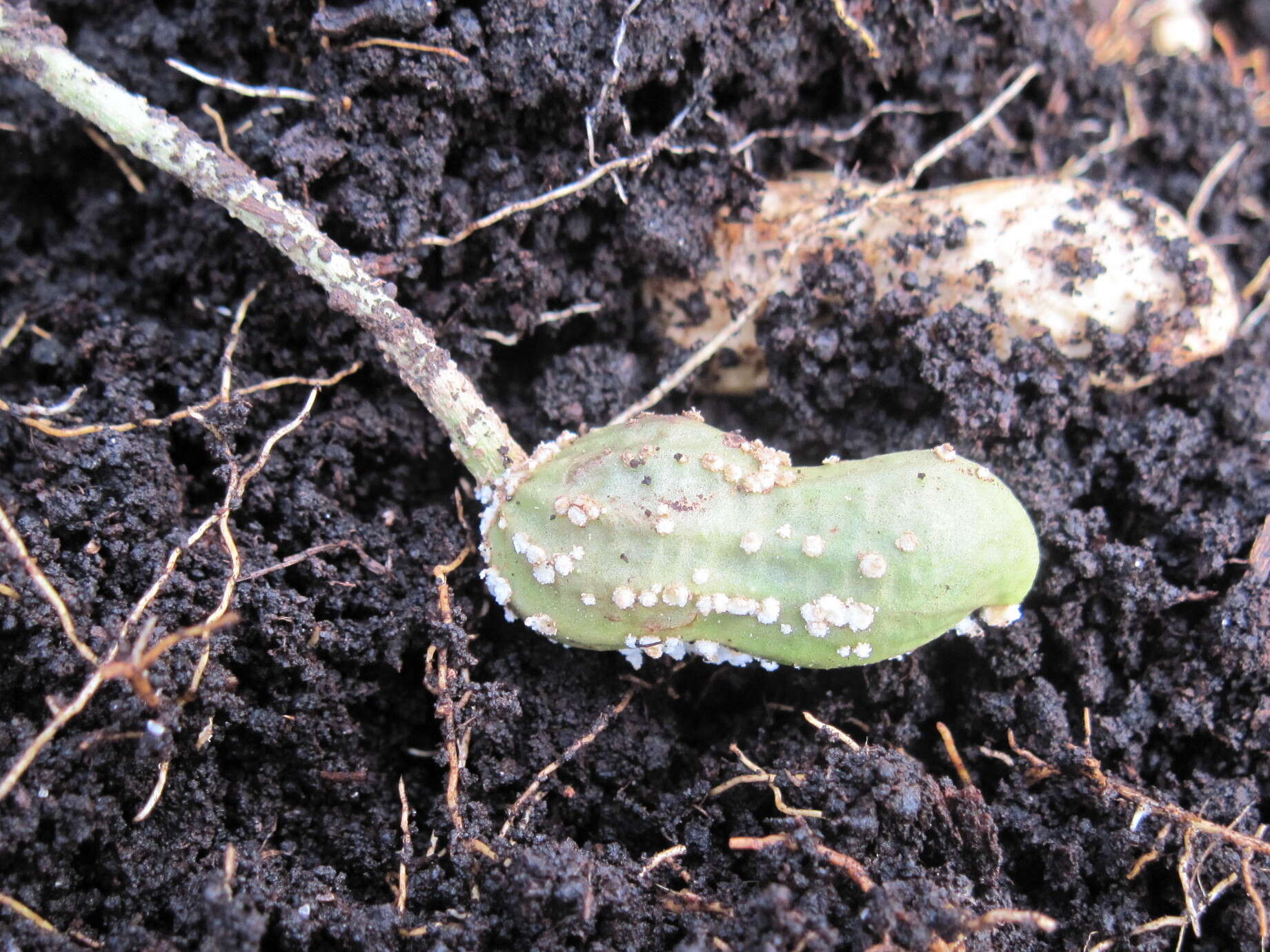 Plancia ëd Arachis hypogaea L.