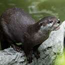 Image of Hairy-nosed Otter