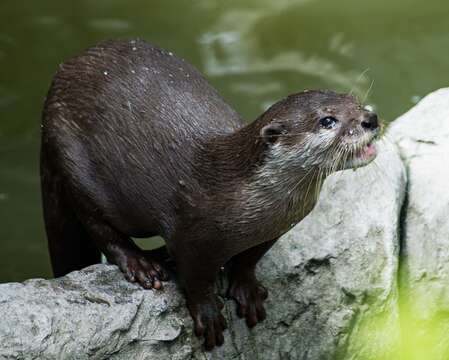 Image of Hairy-nosed Otter