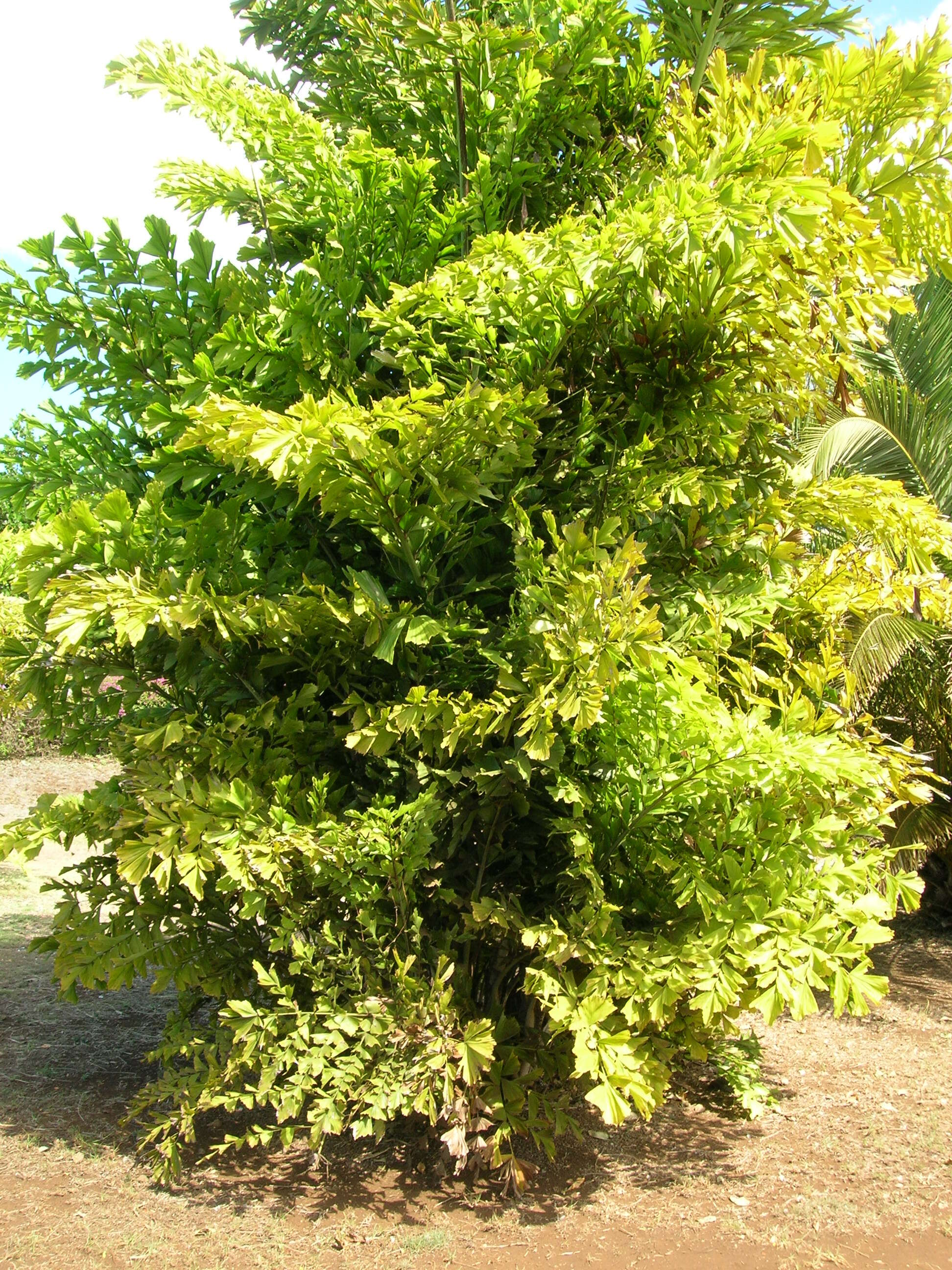 Image of Burmese fishtail palm