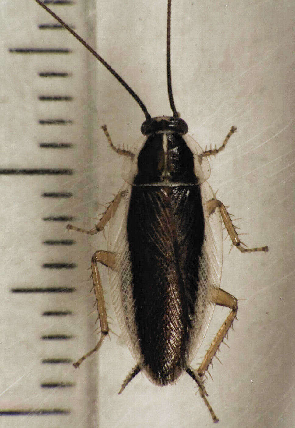 Image of Pseudophyllodromiinae