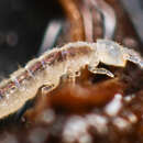 Image of Springtail