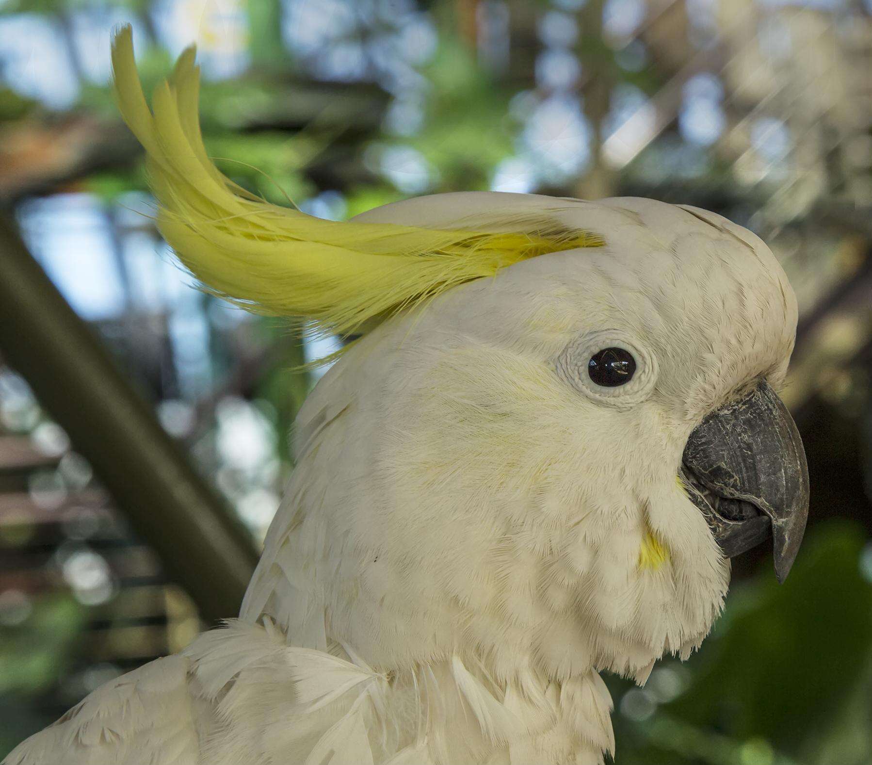 Image of Sulphur-crested Cockatoo