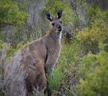 Macropus fuliginosus (Desmarest 1817) resmi