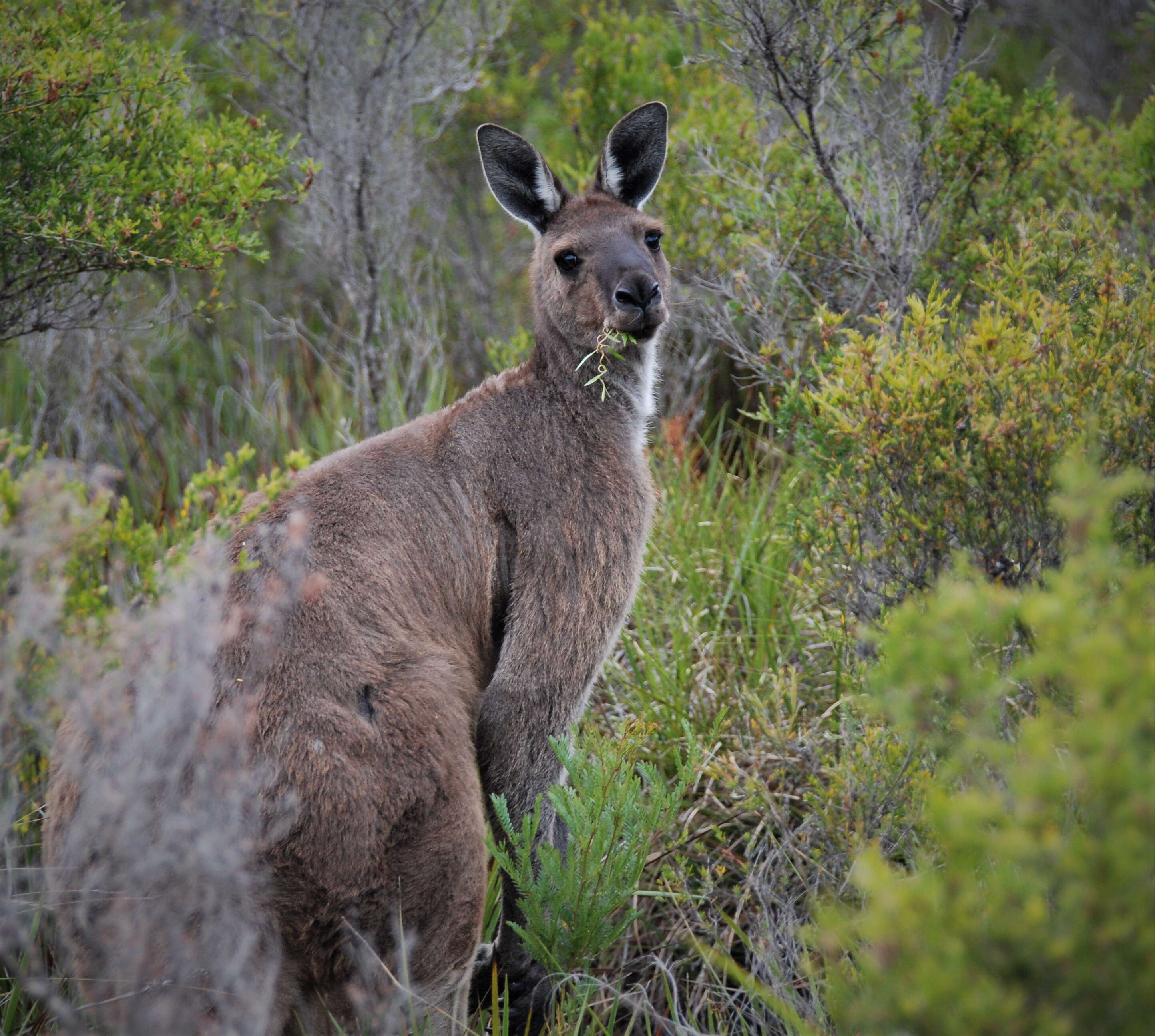 Macropus fuliginosus (Desmarest 1817) resmi