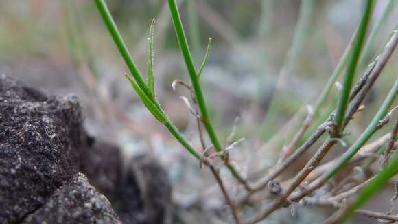 Imagem de Wahlenbergia luteola P. J. Sm.