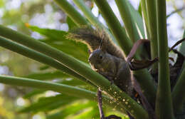 Image of Guianan Squirrel