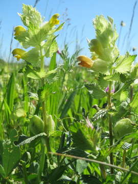 Image of European yellow rattle