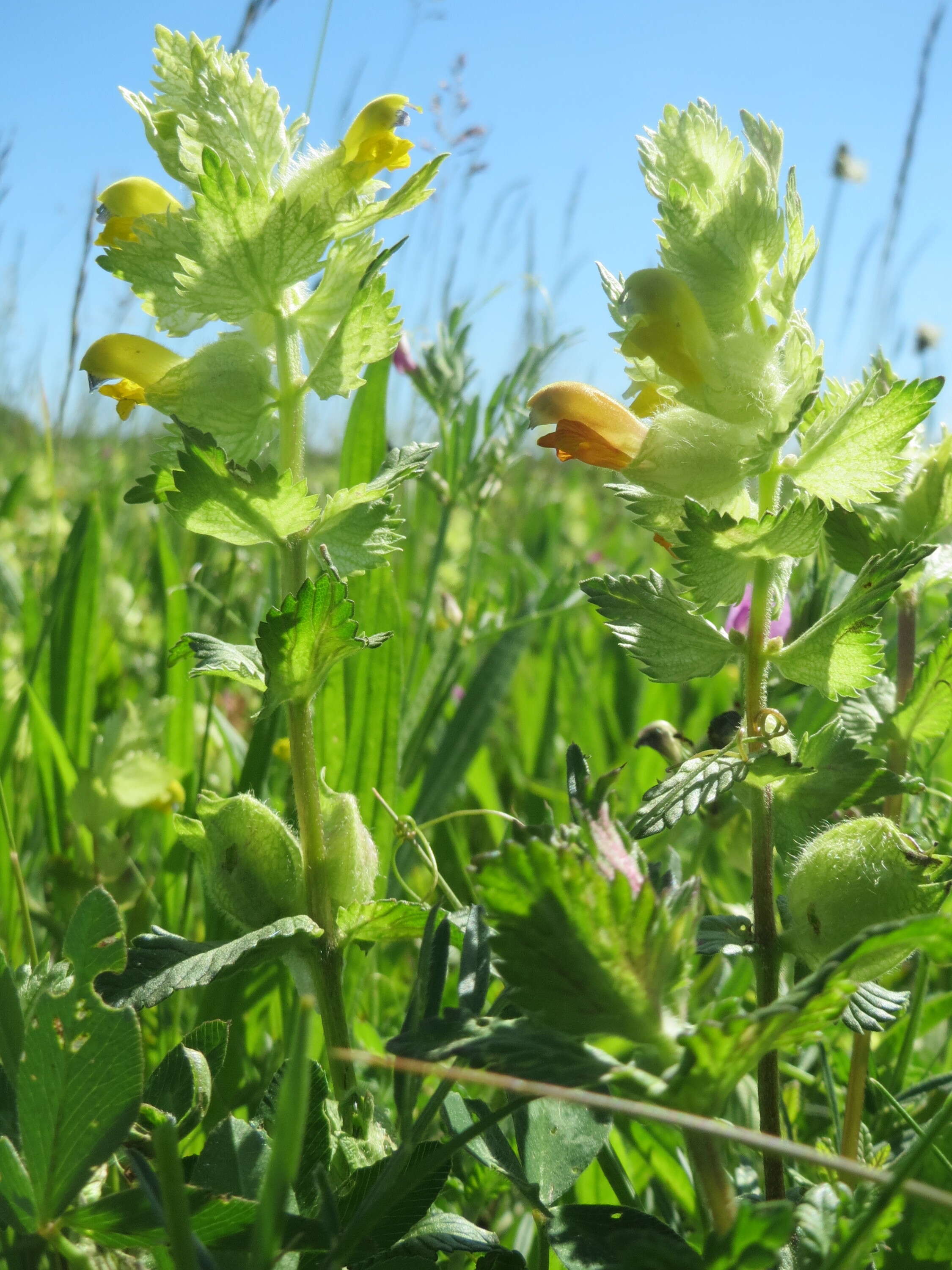 Image of European yellow rattle