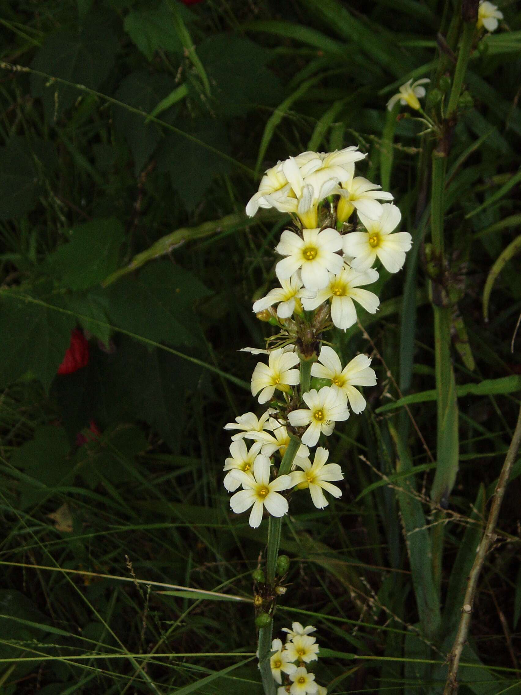 Image of Sisyrinchium striatum Sm.