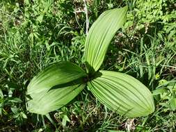 Image of black false hellebore