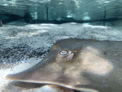 Image of Atlantic Stingray