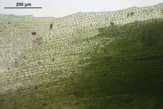 Image of aloe haircap