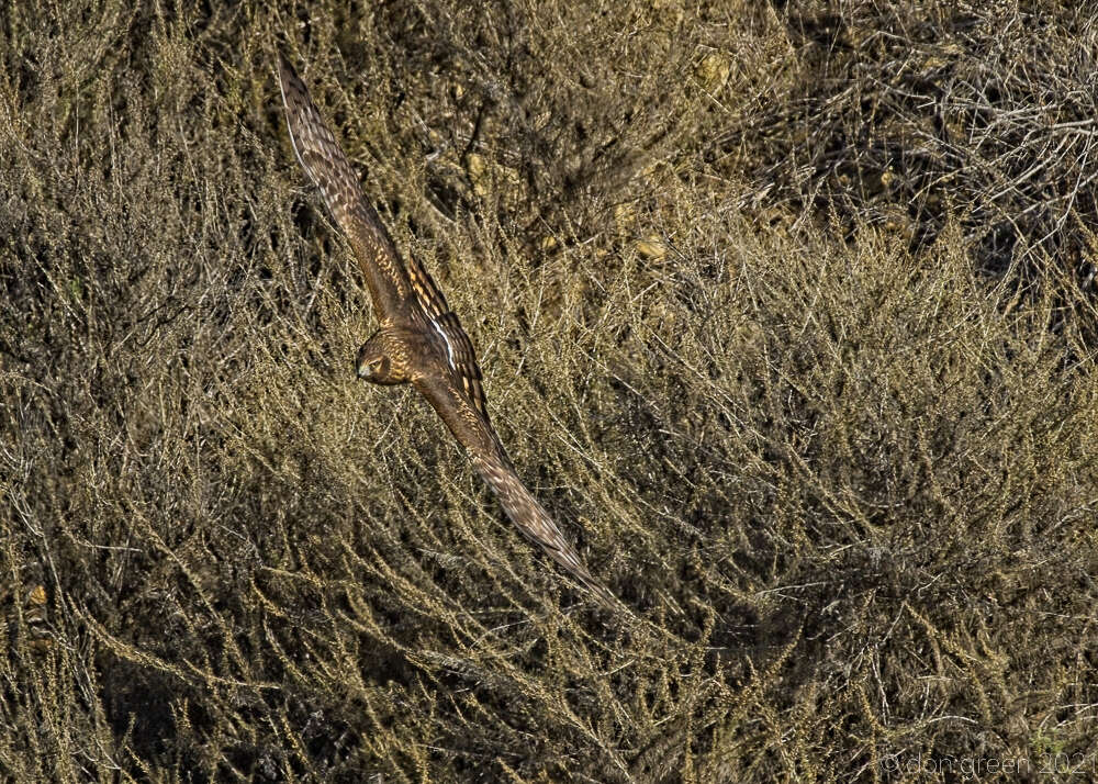 Image of Northern Harrier