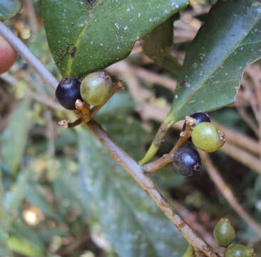 Image of Symplocos cochinchinensis (Lour.) Moore