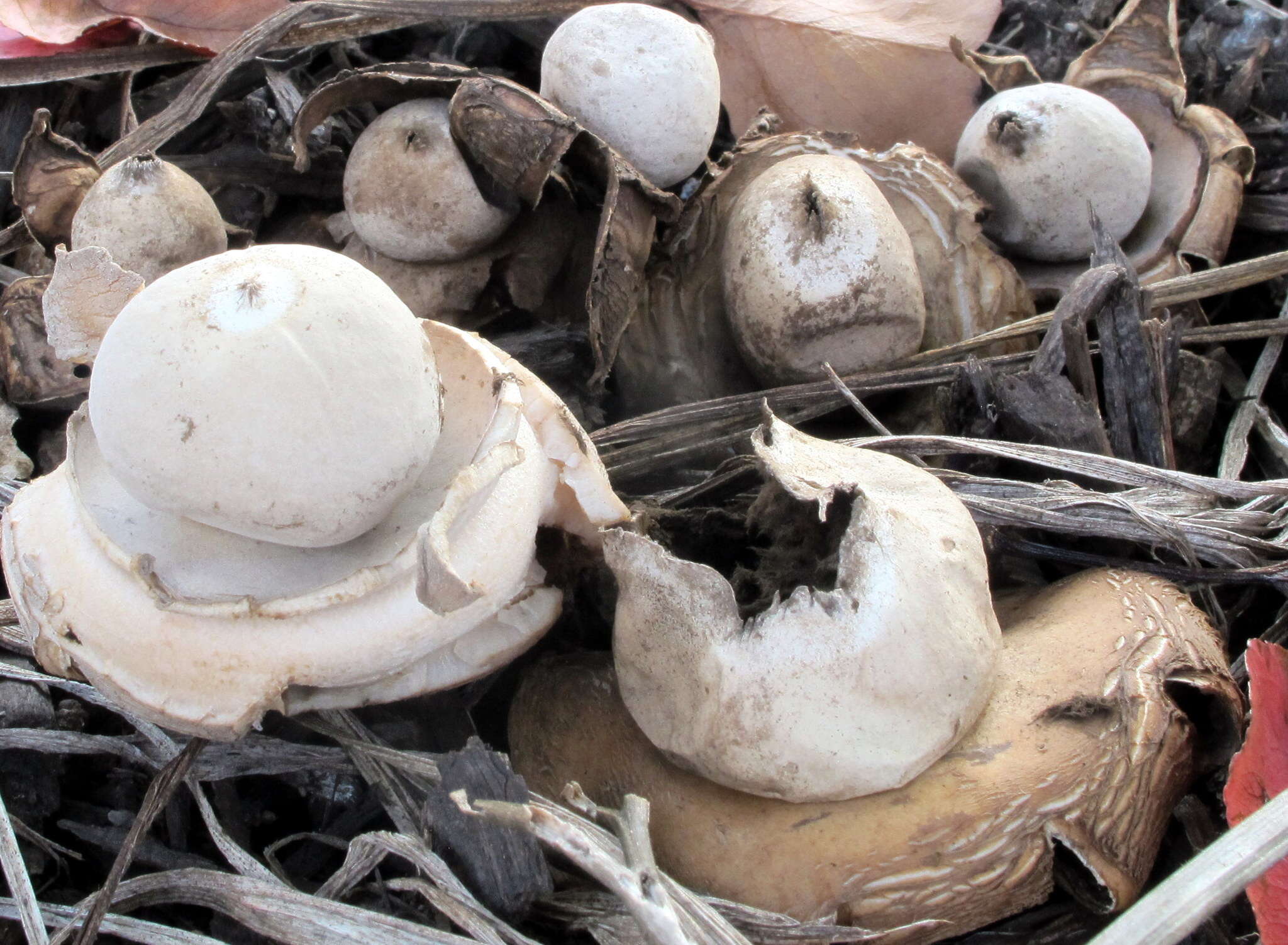 Image of Geastrum saccatum