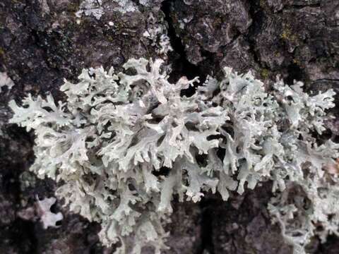 Image of ring lichen