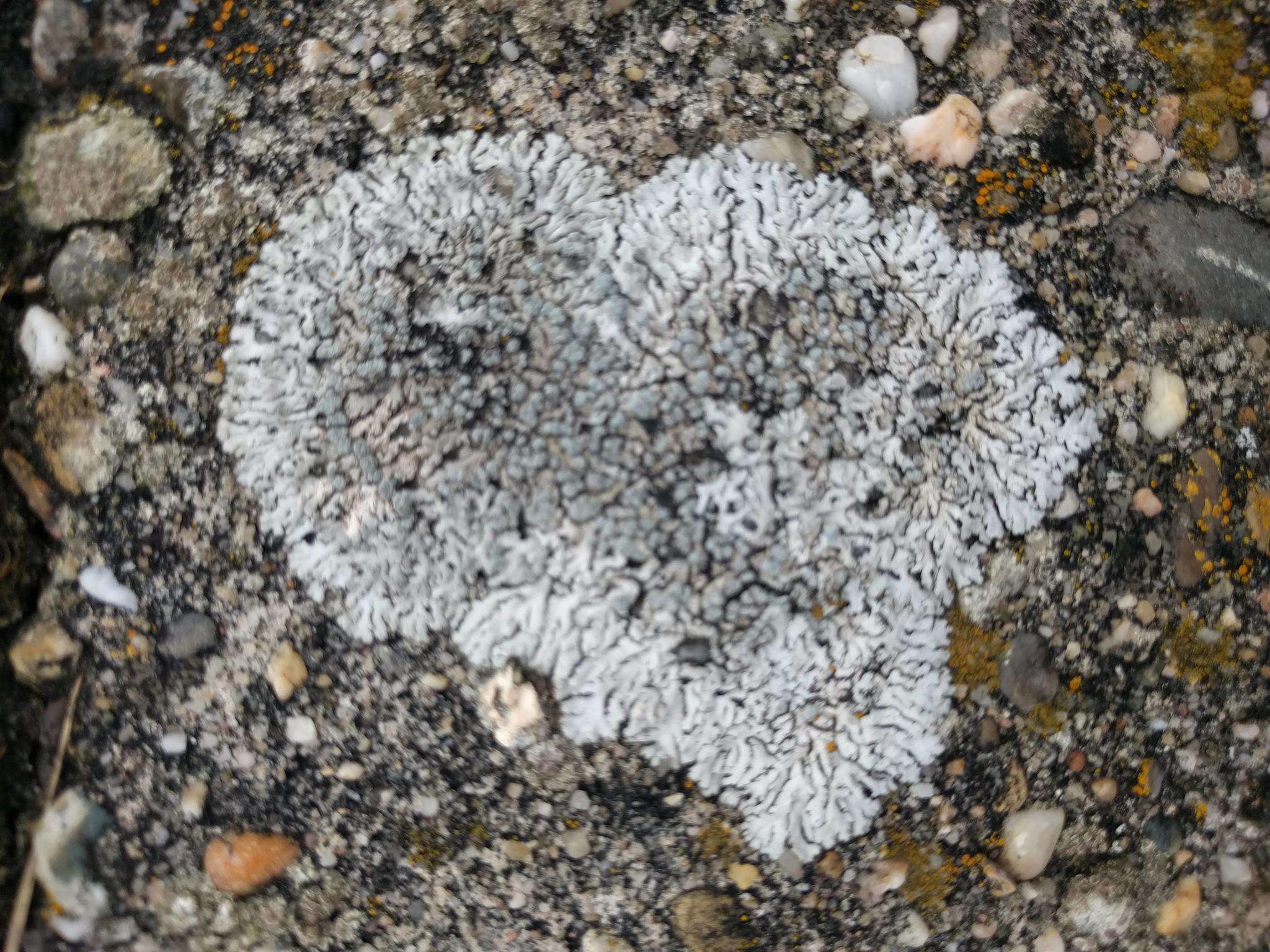 Image of Blue-gray rosette lichen