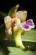 Image of Vanda flabellata (Rolfe ex Downie) Christenson